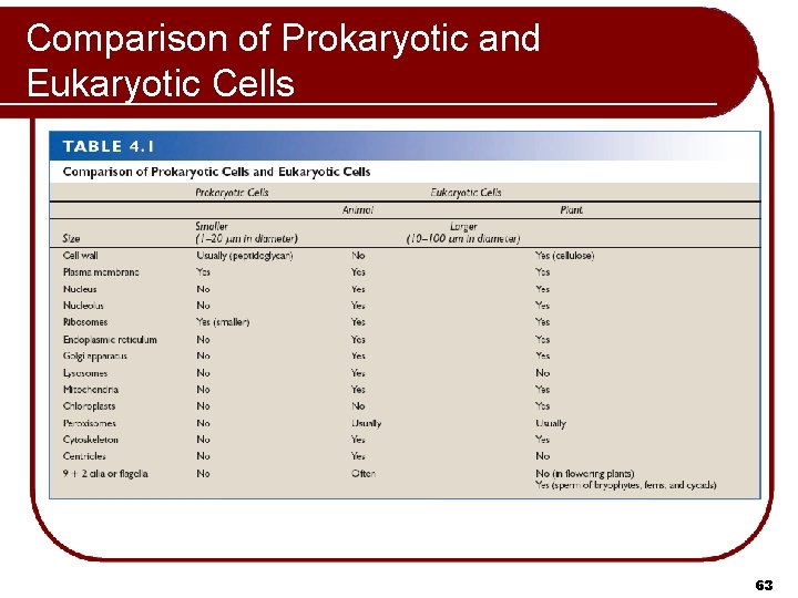 Comparison of Prokaryotic and Eukaryotic Cells 63 