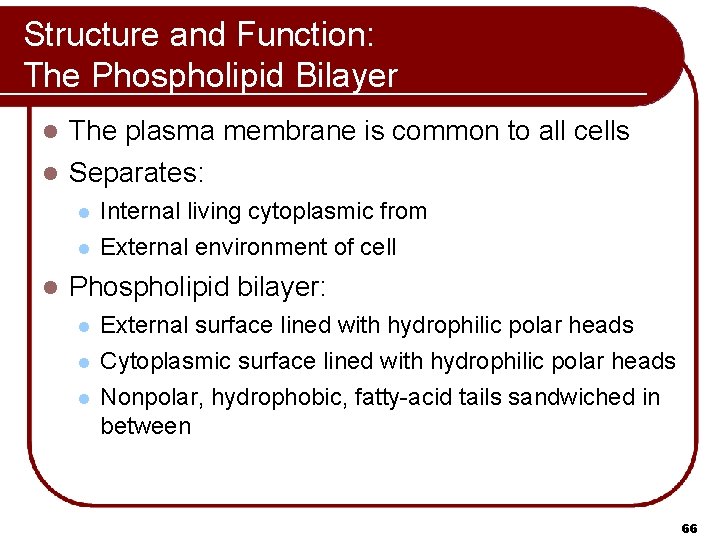 Structure and Function: The Phospholipid Bilayer l The plasma membrane is common to all