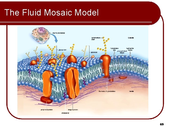 The Fluid Mosaic Model 69 