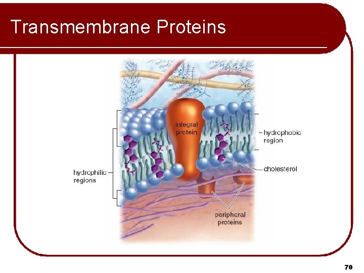 Transmembrane Proteins 70 