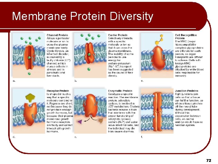 Membrane Protein Diversity 72 