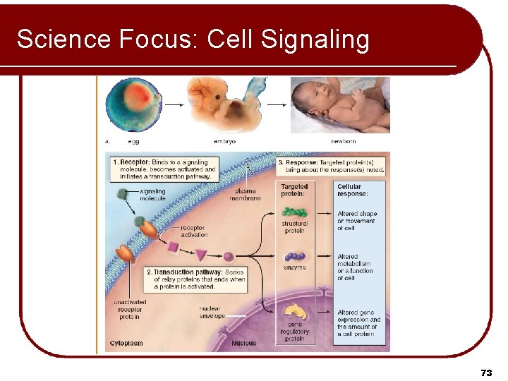 Science Focus: Cell Signaling 73 