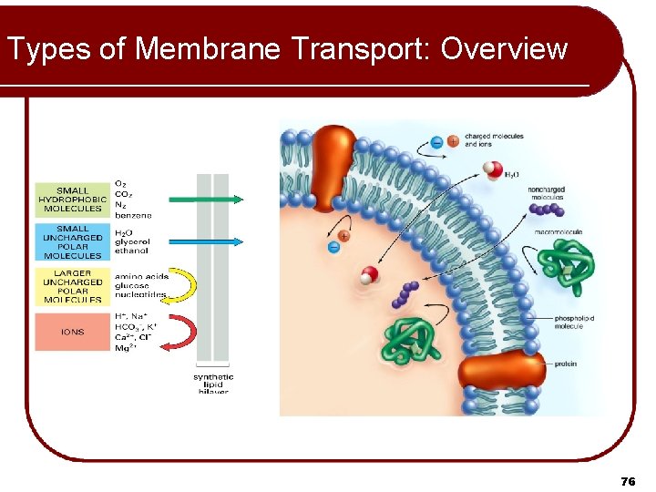 Types of Membrane Transport: Overview 76 