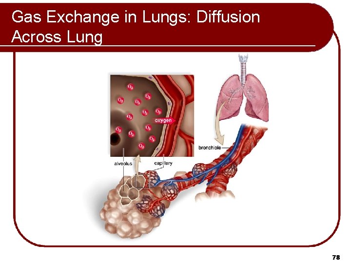 Gas Exchange in Lungs: Diffusion Across Lung 78 