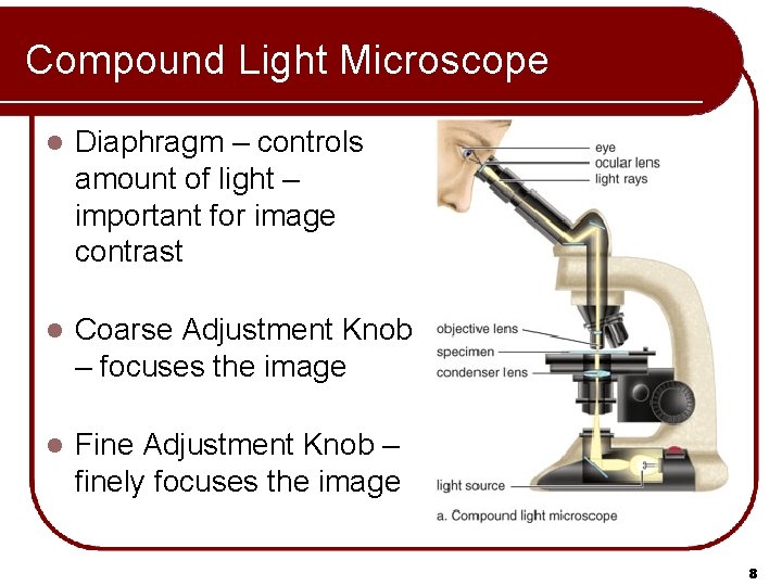 Compound Light Microscope l Diaphragm – controls amount of light – important for image