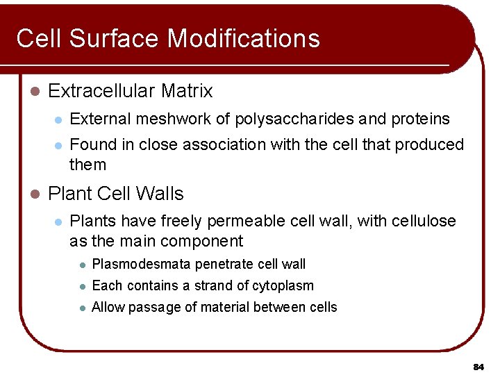 Cell Surface Modifications l l Extracellular Matrix l External meshwork of polysaccharides and proteins