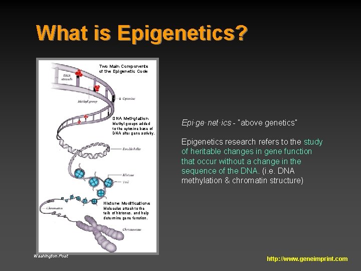 What is Epigenetics? Two Main Components of the Epigenetic Code DNA Methylation Methyl groups