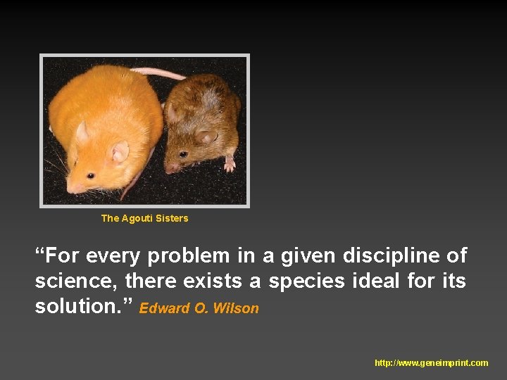 The Agouti Sisters “For every problem in a given discipline of science, there exists