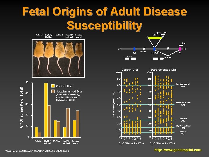 Fetal Origins of Adult Disease Susceptibility Yellow Slightly Mottled Heavily Mottled Pseudoagouti IAP 3’