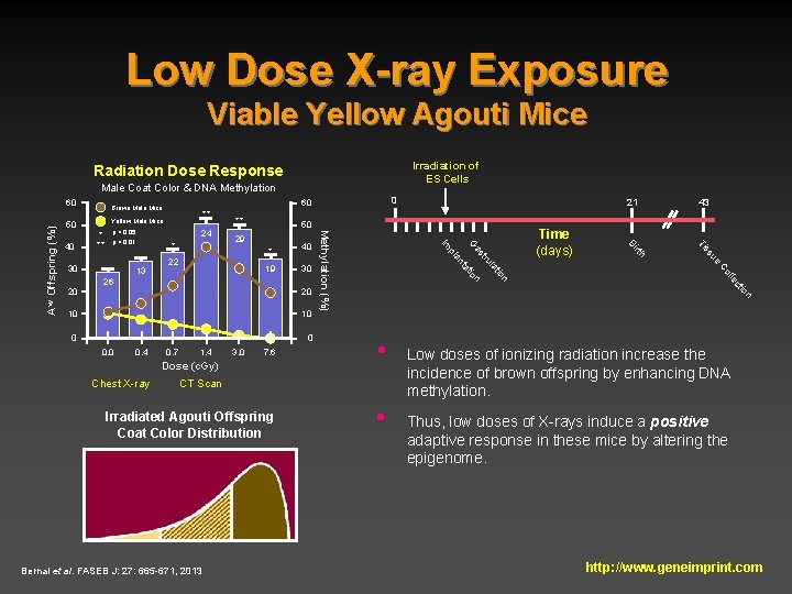 Low Dose X-ray Exposure Viable Yellow Agouti Mice Irradiation of ES Cells Radiation Dose
