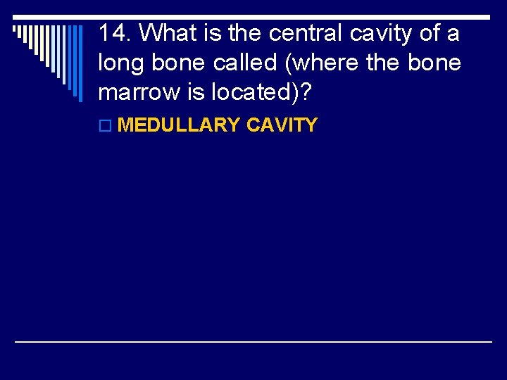 14. What is the central cavity of a long bone called (where the bone