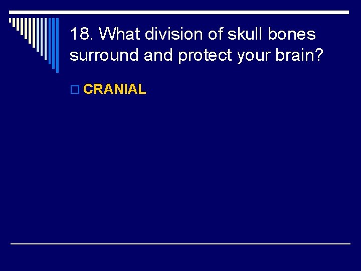 18. What division of skull bones surround and protect your brain? o CRANIAL 