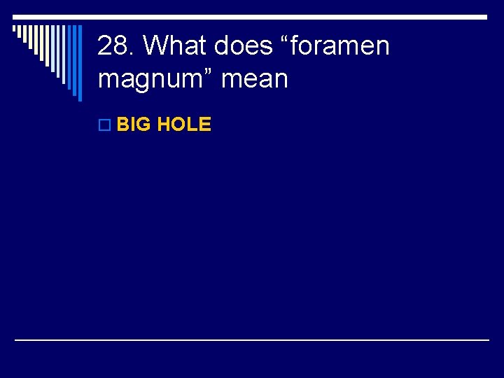 28. What does “foramen magnum” mean o BIG HOLE 