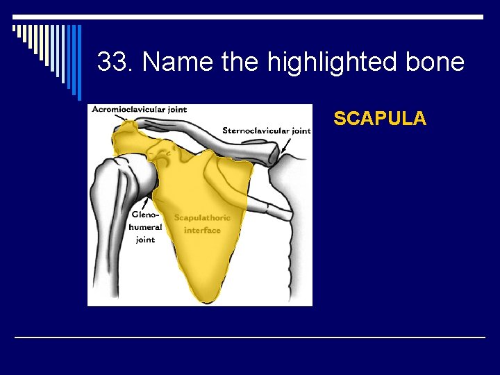 33. Name the highlighted bone SCAPULA 