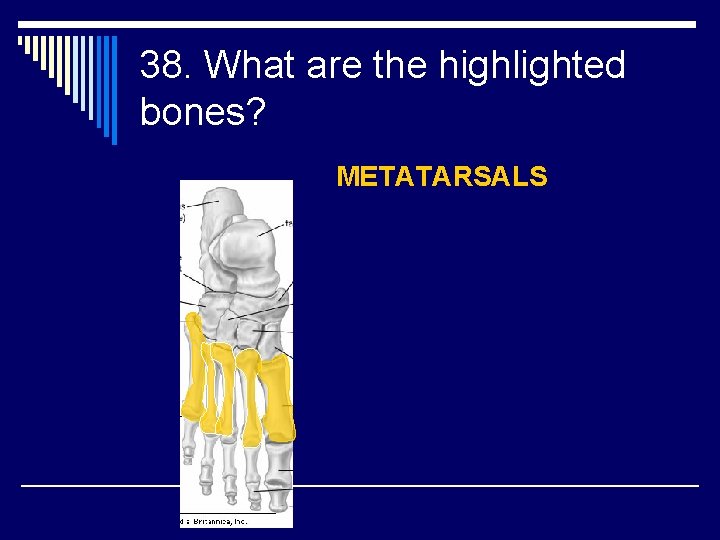 38. What are the highlighted bones? METATARSALS 