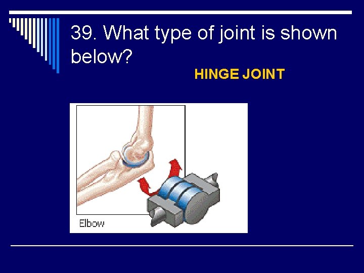 39. What type of joint is shown below? HINGE JOINT 