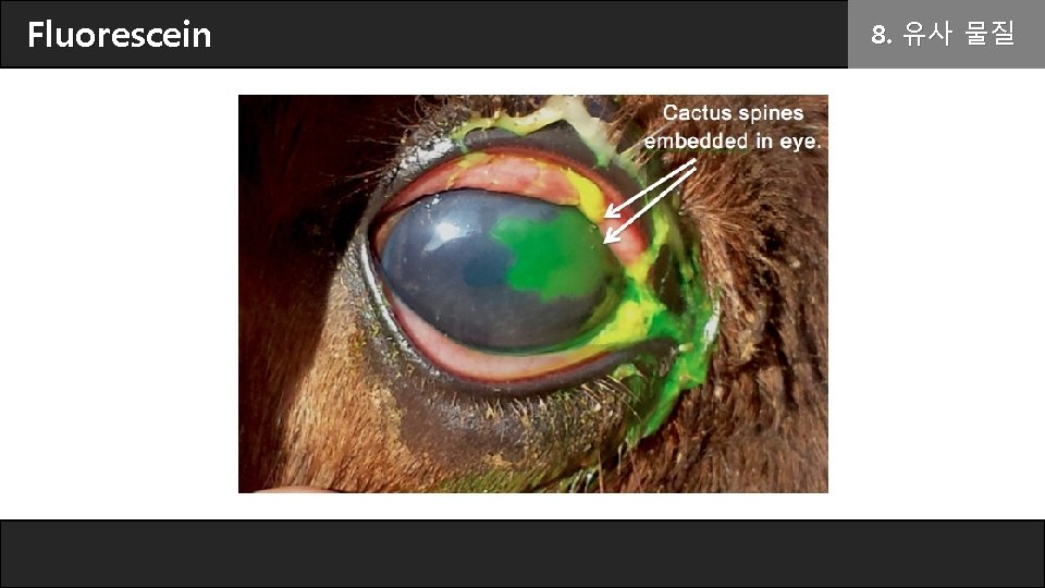 Fluorescein 8. 유사 물질 