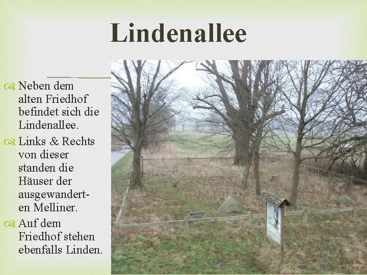 Lindenallee Neben dem alten Friedhof befindet sich die Lindenallee. Links & Rechts von dieser