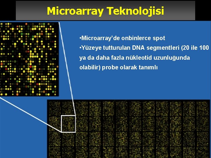 Microarray Teknolojisi • Microarray’de onbinlerce spot • Yüzeye tutturulan DNA segmentleri (20 ile 100