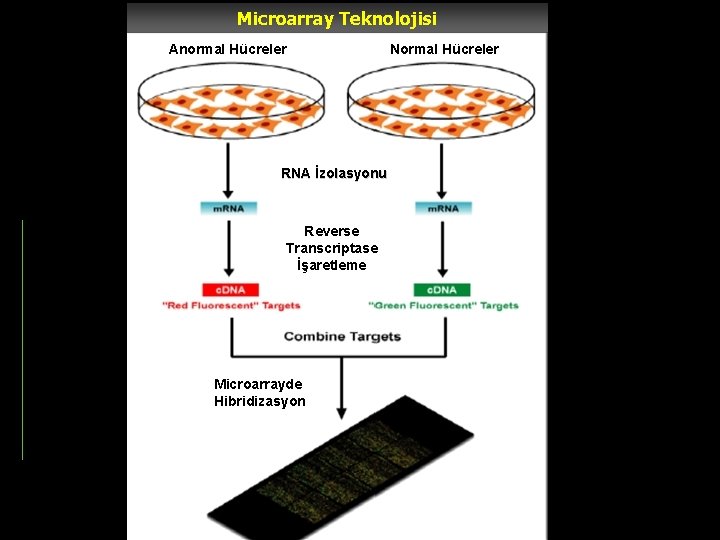 Microarray Teknolojisi Anormal Hücreler RNA İzolasyonu Reverse Transcriptase İşaretleme Microarrayde Hibridizasyon Normal Hücreler 