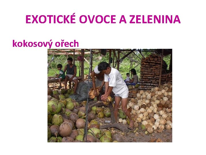EXOTICKÉ OVOCE A ZELENINA kokosový ořech 