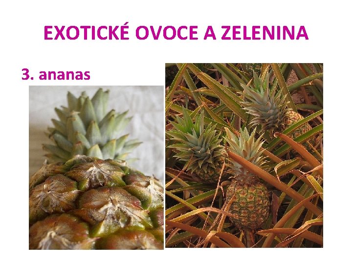 EXOTICKÉ OVOCE A ZELENINA 3. ananas 