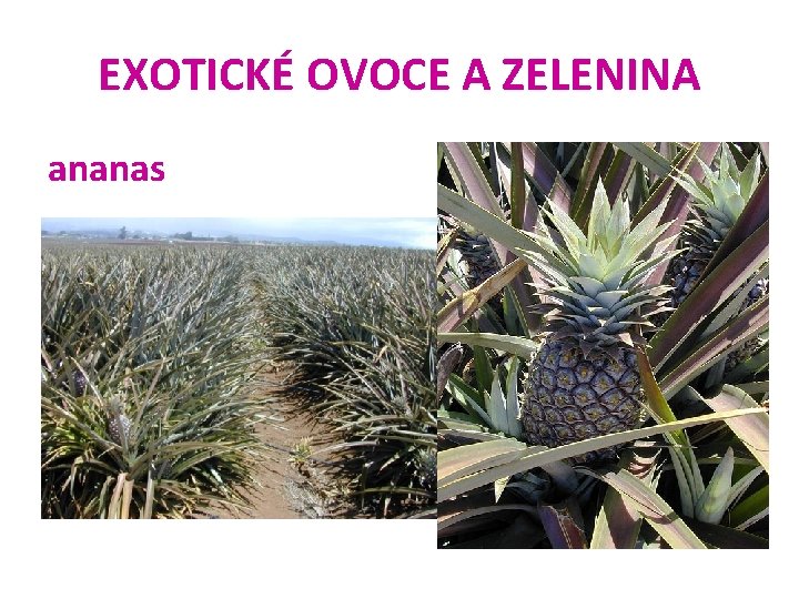 EXOTICKÉ OVOCE A ZELENINA ananas 