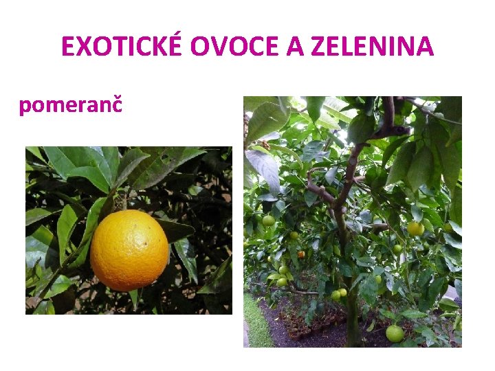 EXOTICKÉ OVOCE A ZELENINA pomeranč 