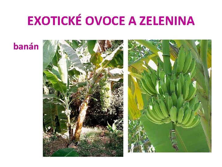 EXOTICKÉ OVOCE A ZELENINA banán 