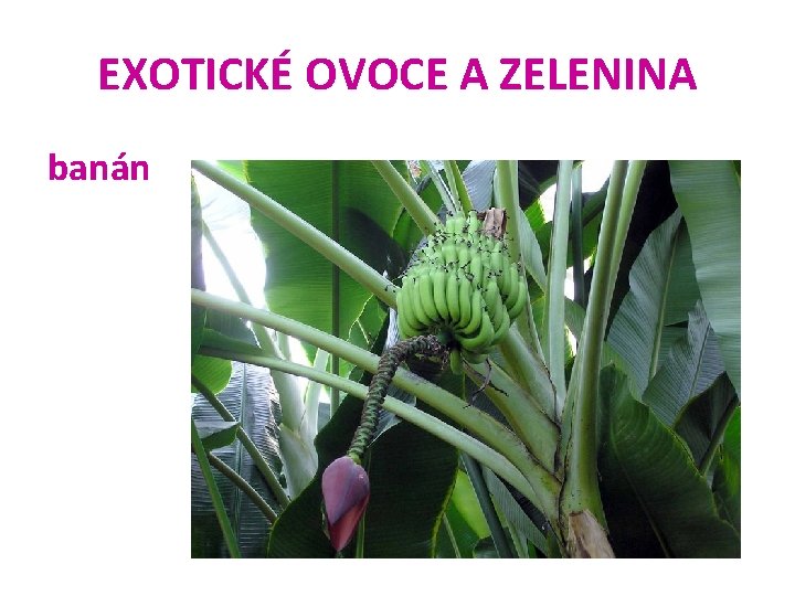 EXOTICKÉ OVOCE A ZELENINA banán 