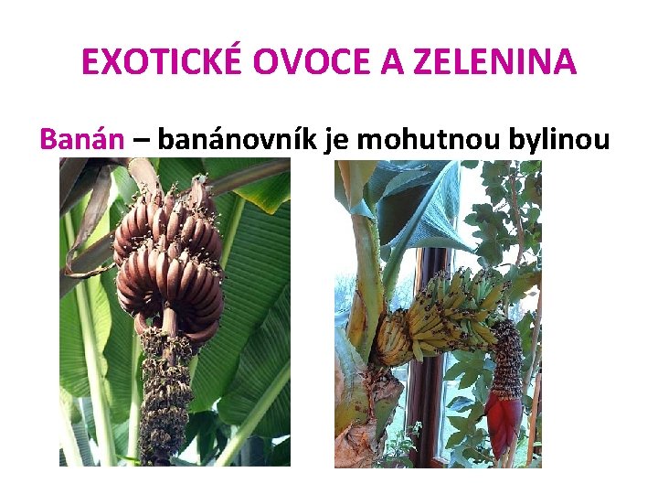 EXOTICKÉ OVOCE A ZELENINA Banán – banánovník je mohutnou bylinou 