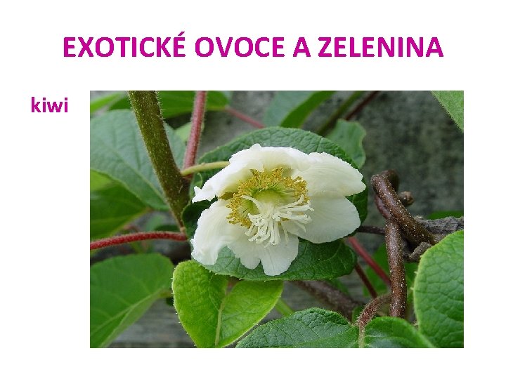 EXOTICKÉ OVOCE A ZELENINA kiwi 
