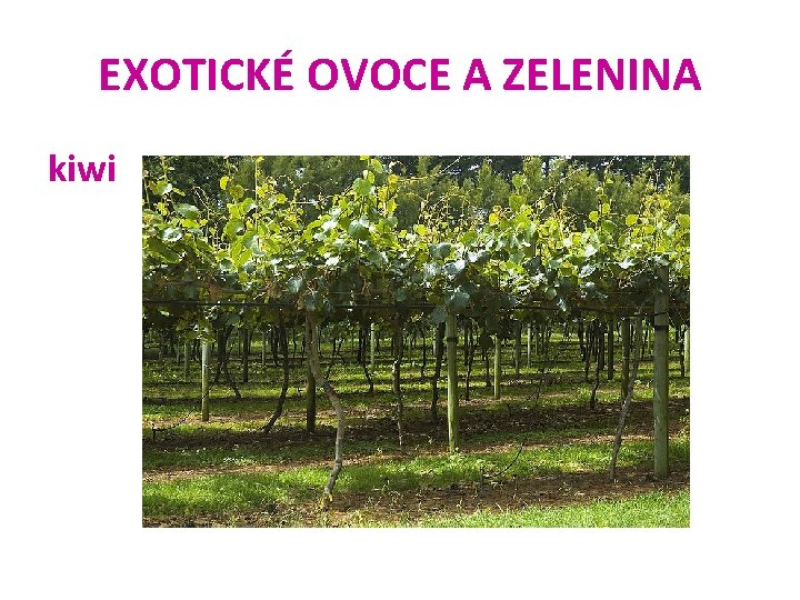 EXOTICKÉ OVOCE A ZELENINA kiwi 