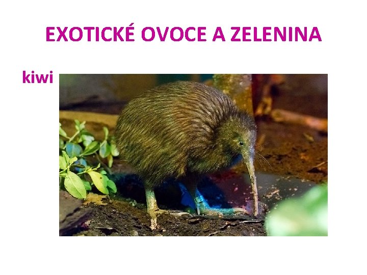 EXOTICKÉ OVOCE A ZELENINA kiwi 