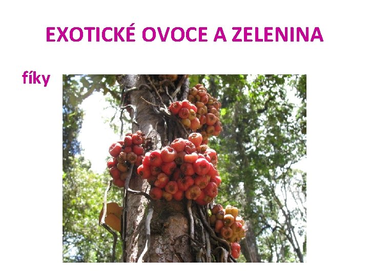 EXOTICKÉ OVOCE A ZELENINA fíky 