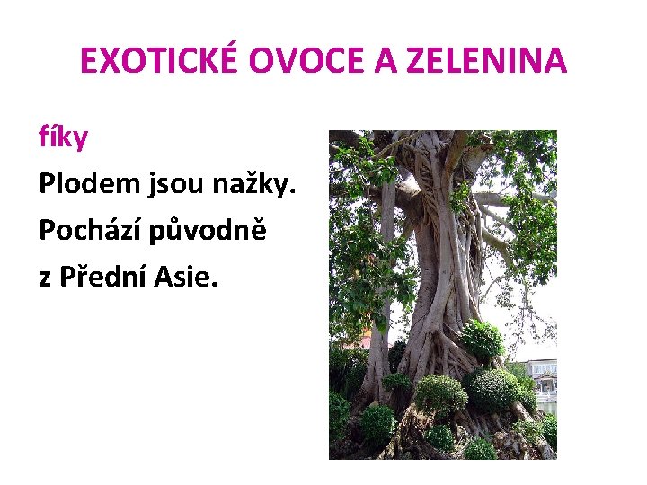EXOTICKÉ OVOCE A ZELENINA fíky Plodem jsou nažky. Pochází původně z Přední Asie. 