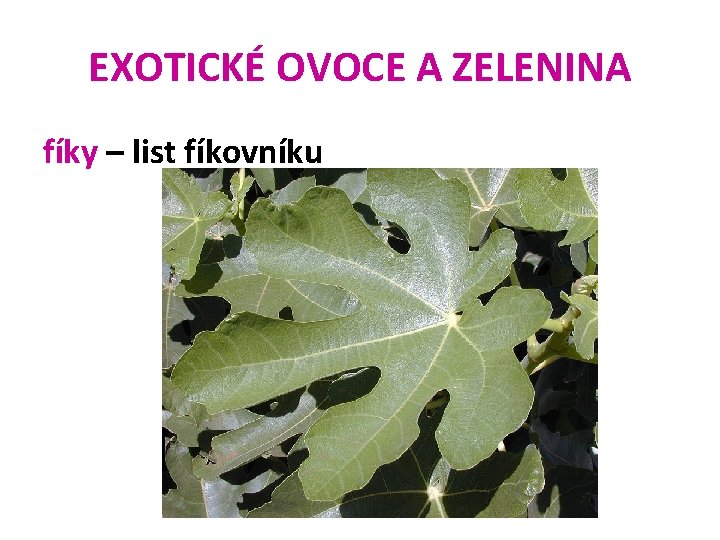 EXOTICKÉ OVOCE A ZELENINA fíky – list fíkovníku 