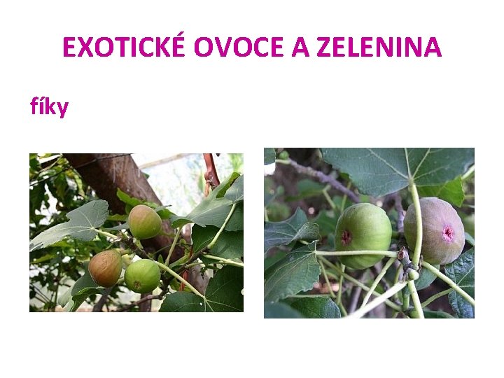 EXOTICKÉ OVOCE A ZELENINA fíky 