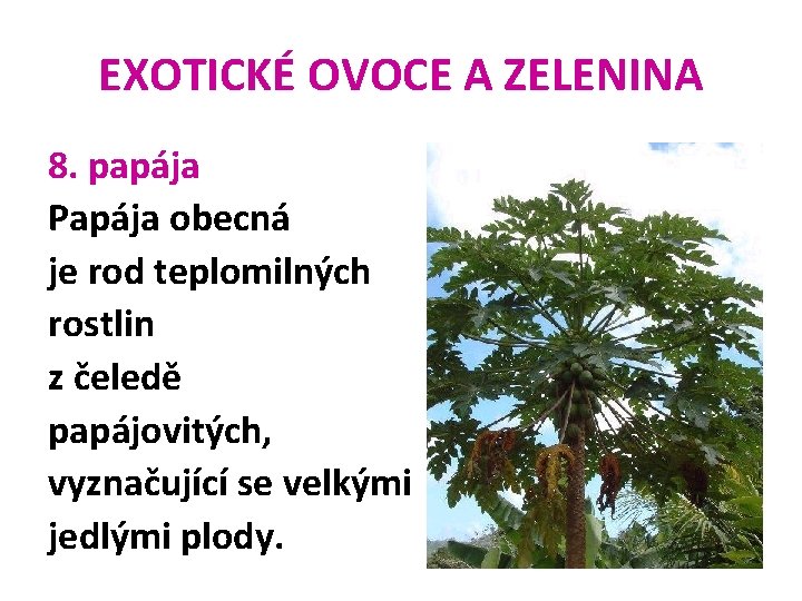 EXOTICKÉ OVOCE A ZELENINA 8. papája Papája obecná je rod teplomilných rostlin z čeledě