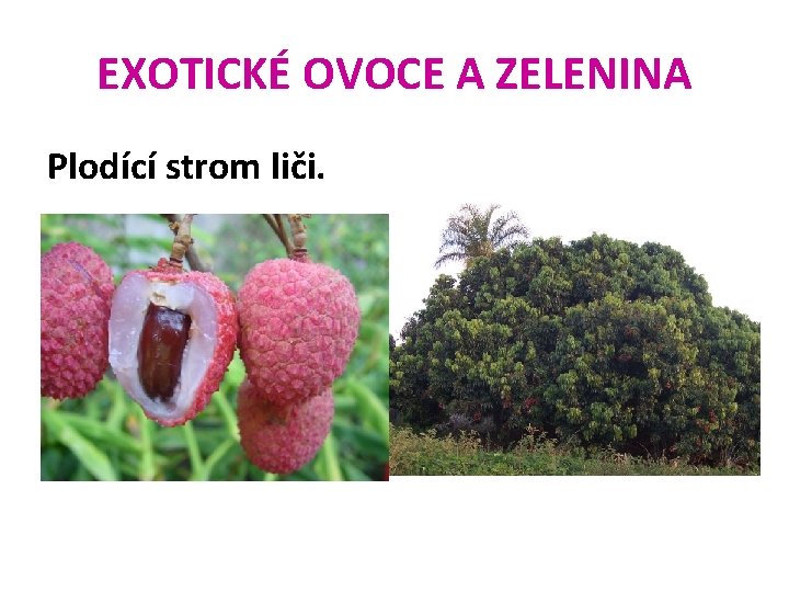 EXOTICKÉ OVOCE A ZELENINA Plodící strom liči. 