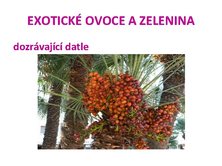 EXOTICKÉ OVOCE A ZELENINA dozrávající datle 