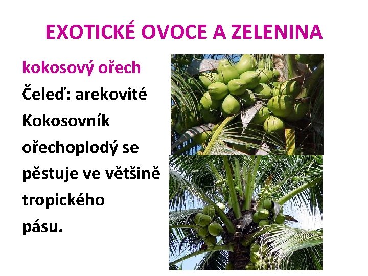 EXOTICKÉ OVOCE A ZELENINA kokosový ořech Čeleď: arekovité Kokosovník ořechoplodý se pěstuje ve většině