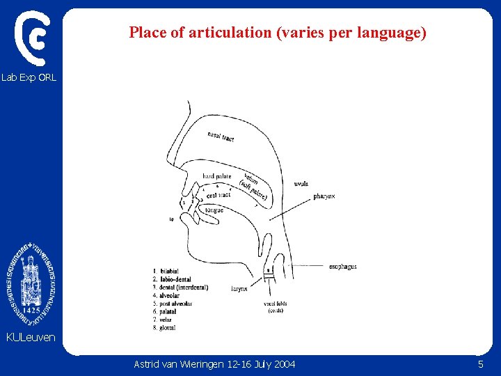 Place of articulation (varies per language) Lab Exp ORL KULeuven Astrid van Wieringen 12 Place of articulation (varies per language) Lab Exp ORL KULeuven Astrid van Wieringen 12