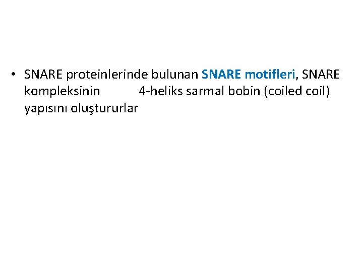  • SNARE proteinlerinde bulunan SNARE motifleri, SNARE kompleksinin 4 -heliks sarmal bobin (coiled