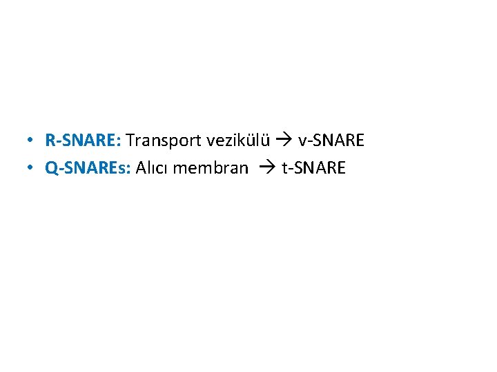  • R-SNARE: Transport vezikülü v-SNARE • Q-SNAREs: Alıcı membran t-SNARE 