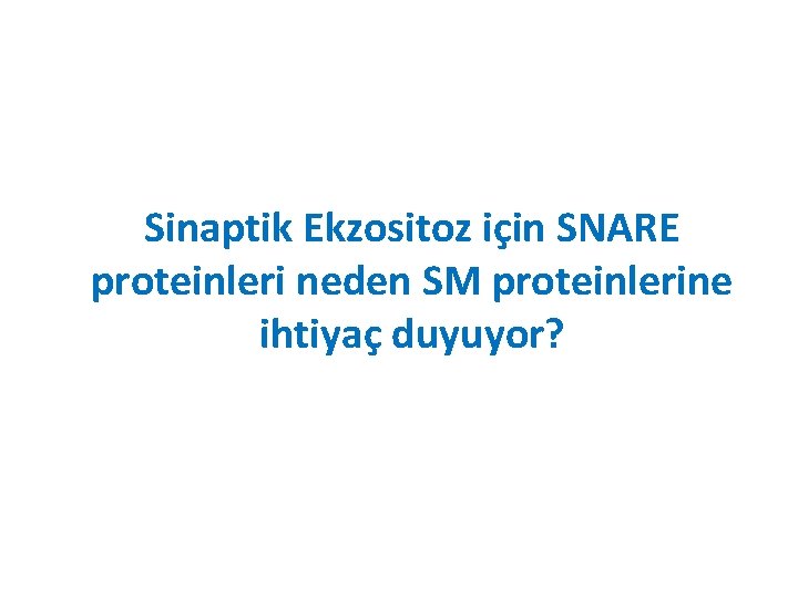 Sinaptik Ekzositoz için SNARE proteinleri neden SM proteinlerine ihtiyaç duyuyor? 