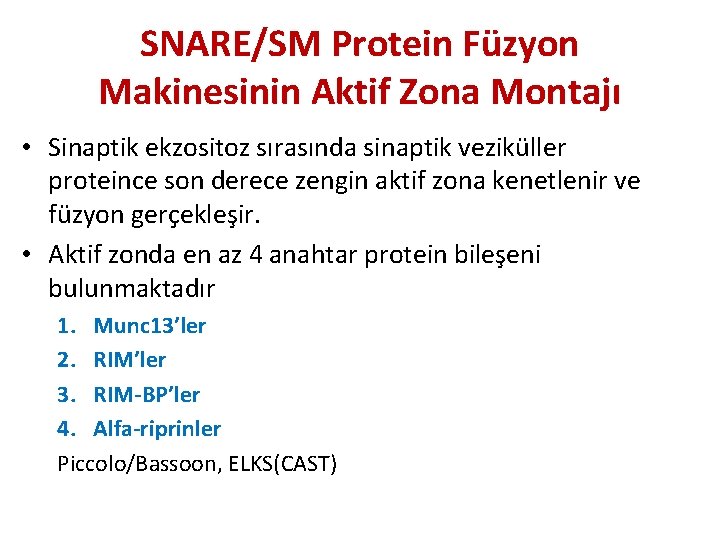SNARE/SM Protein Füzyon Makinesinin Aktif Zona Montajı • Sinaptik ekzositoz sırasında sinaptik veziküller proteince