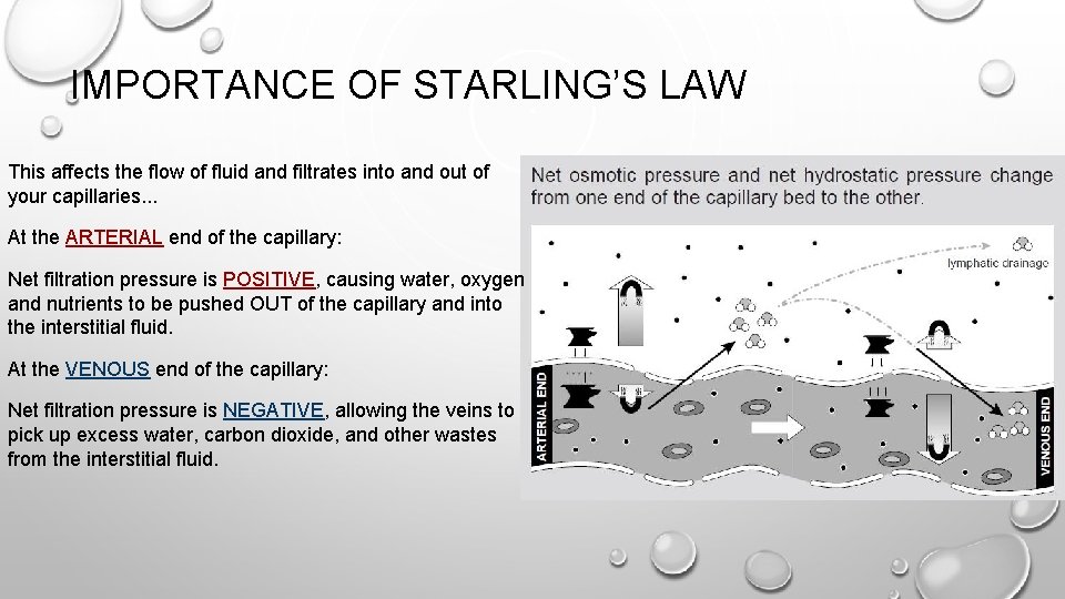 IMPORTANCE OF STARLING’S LAW This affects the flow of fluid and filtrates into and