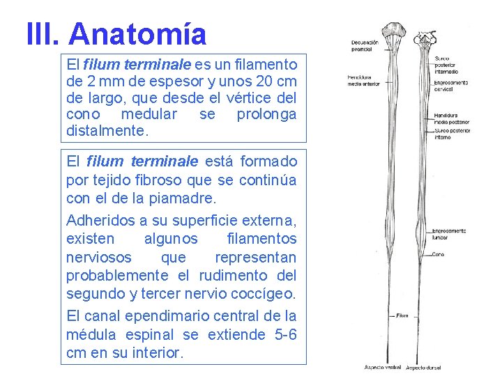III. Anatomía El filum terminale es un filamento de 2 mm de espesor y