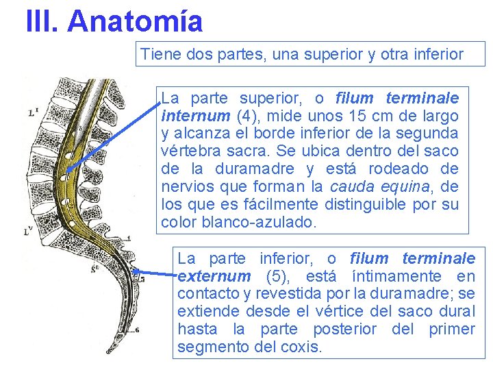 III. Anatomía Tiene dos partes, una superior y otra inferior La parte superior, o
